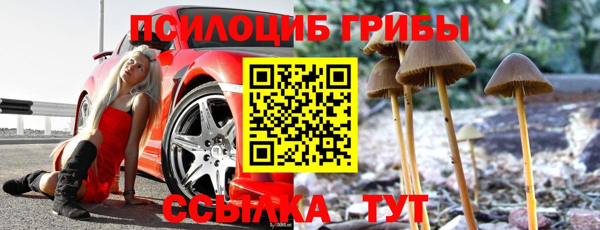 Псилоцибиновые грибы Psilocybine cubensis Долгопрудный