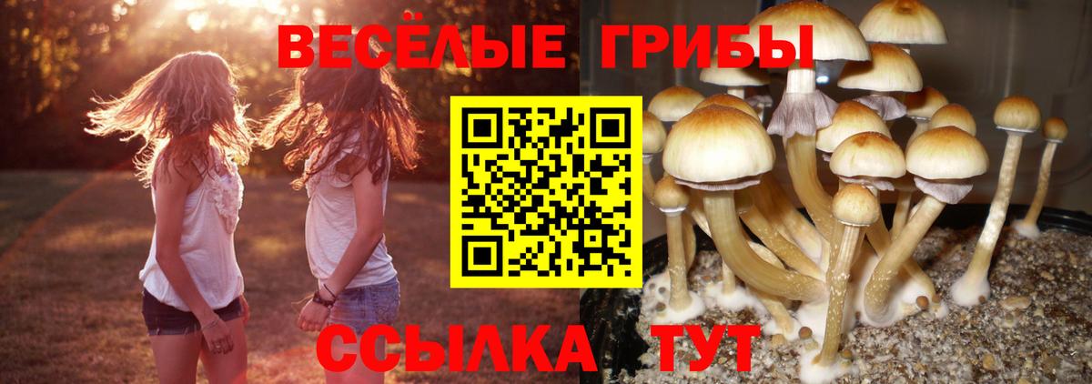 Долгопрудный  Галлюциногенные грибы Psilocybe  Вход с VPN  магазин продажи   Псилоцибиновые грибы GOLDEN TEACHER 